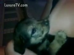 Puppy working a filthy strumpets tit for a milky feeding 